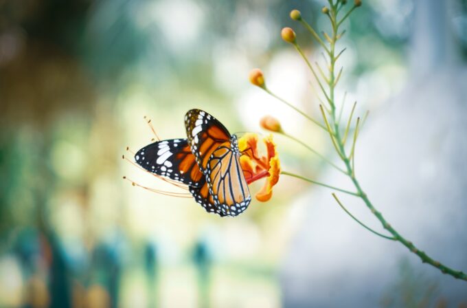 Farfalla appoggiata ad un ramo. Effetto farfalla